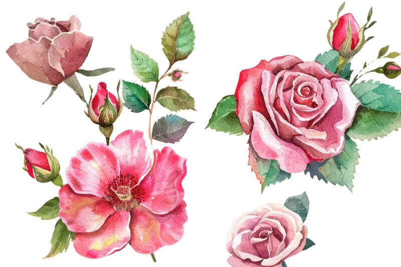 watercolor pink rose bouquet illustration