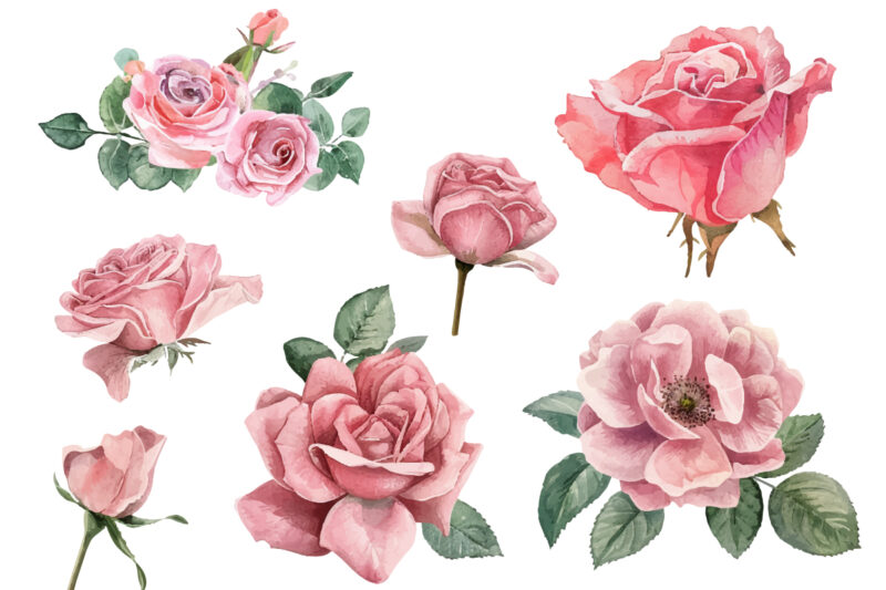 watercolor illustration set of pink rose