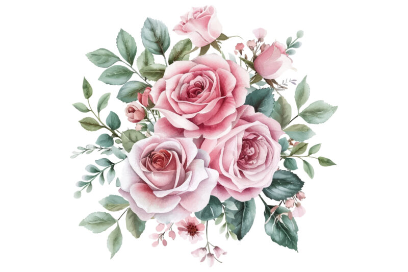 watercolor illustration pink rose