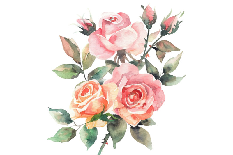 watercolor rose flower hand painting
