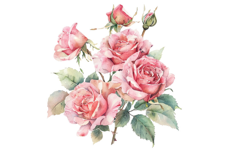 watercolor rose flower hand painting