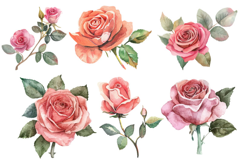 hand painting watercolor roses flowers