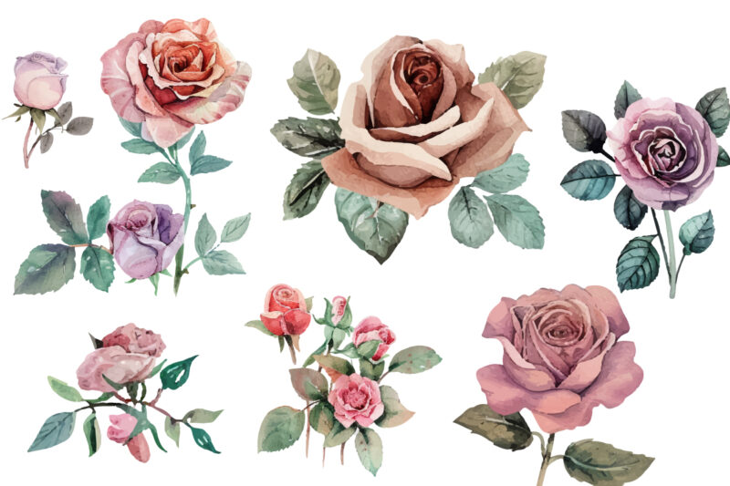 beautiful rose watercolor hand-paint