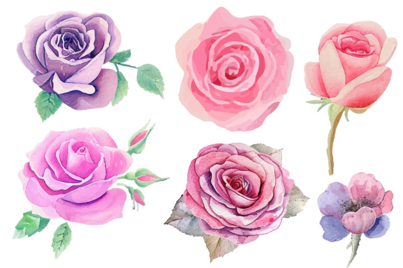 Roses Watercolor illustration. Hand drawn underwater element design. Artistic vector marine design element. Illustration for greeting cards,