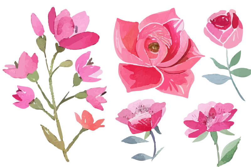 watercolor pink roses clipart