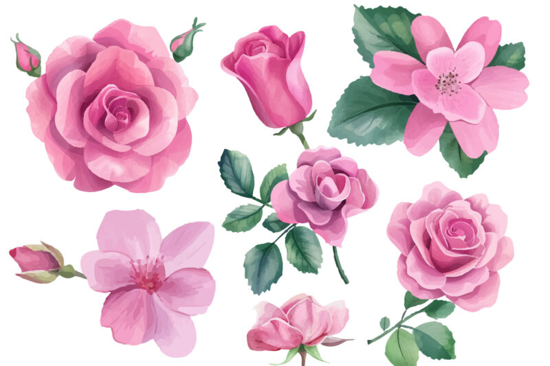 watercolor pink roses clipart