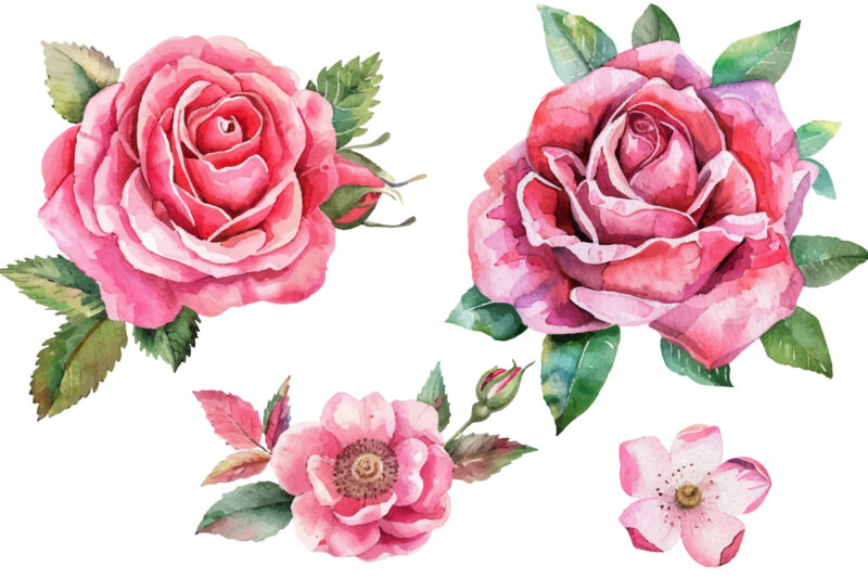 Romantic Watercolor roses Flowers png