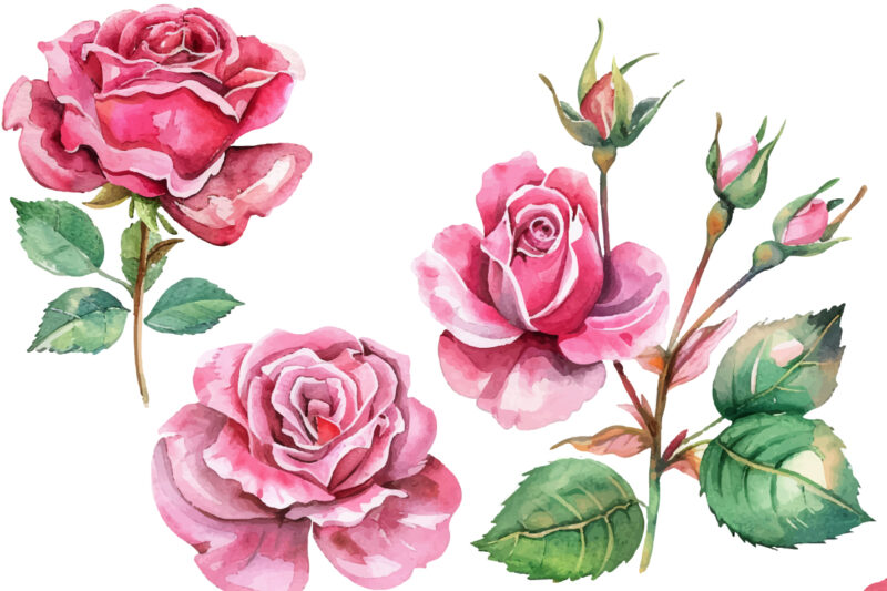 Light Pink Rose Watercolor Art