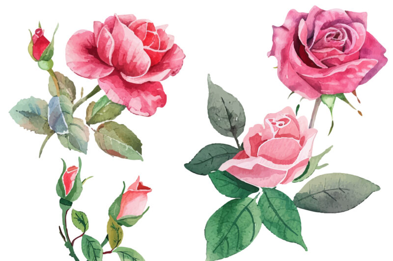 Set of beautiful watercolor roses