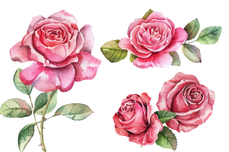 watercolor pink rose flower bouquet