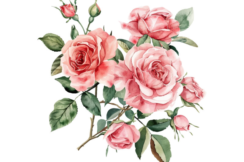 Pink Roses, Printable Watercolor clipart