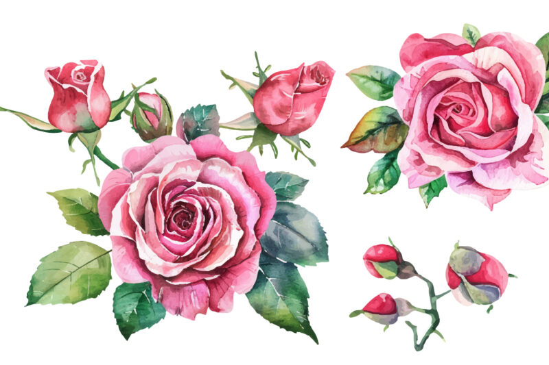 pink rose flowers watercolor elements