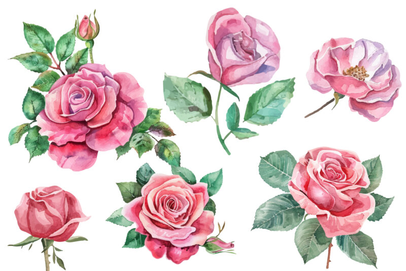 Pink Roses Watercolor Art Print