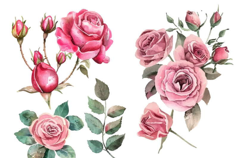 watercolor pink rose bouquet illustration