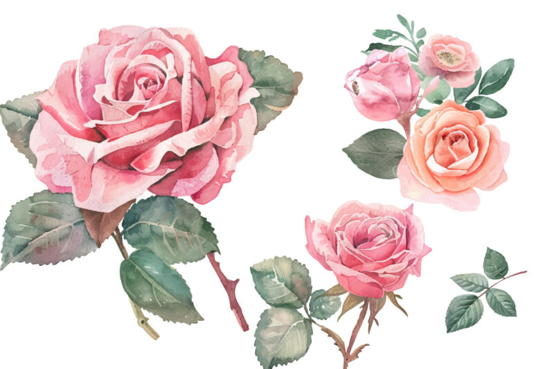 watercolor illustration set of pink rose