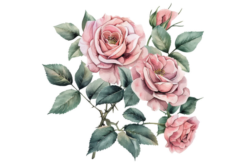 watercolor illustration pink rose