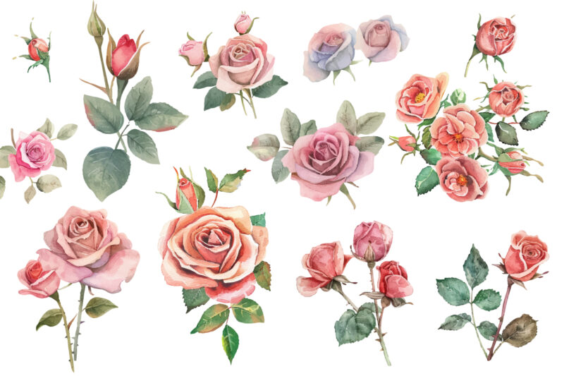 hand painting watercolor roses flowers