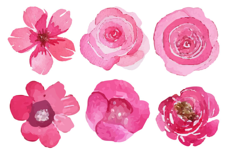 watercolor pink roses clipart