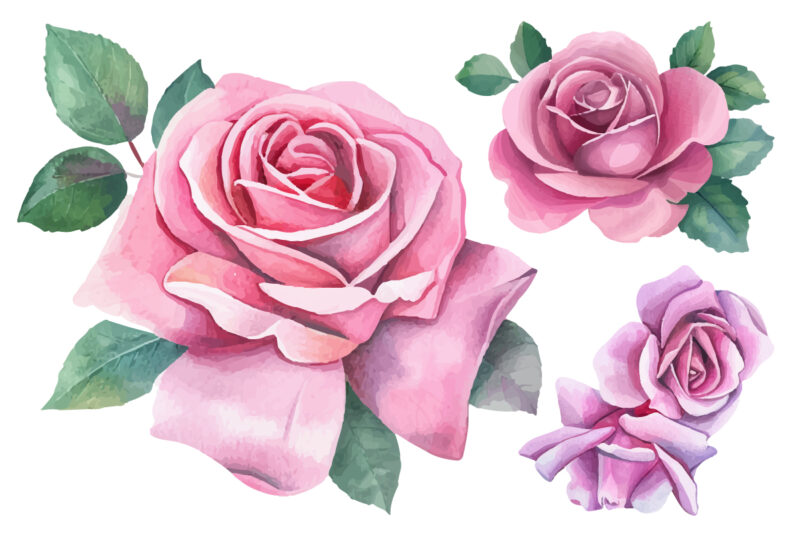 watercolor pink roses clipart