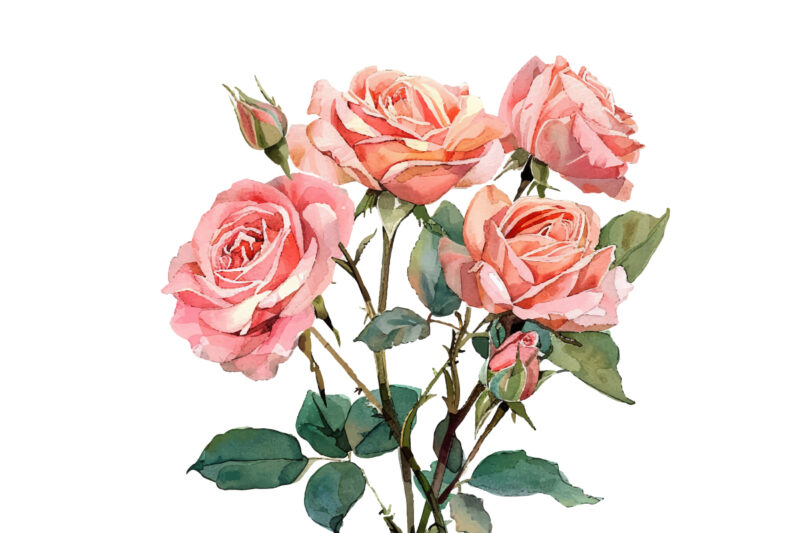Watercolor Blush Rose, Roseful Pink Clipart