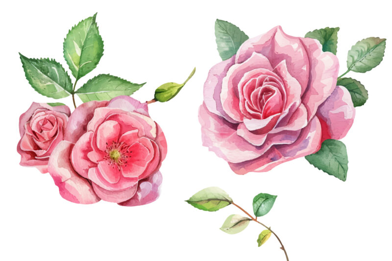 Pink Roses, Printable Watercolor clipart