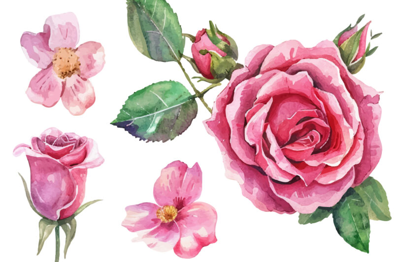 Romantic Watercolor roses Flowers png