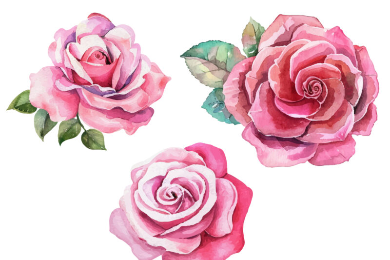 Romantic Watercolor roses Flowers png