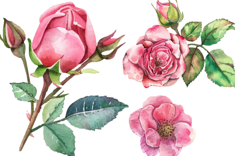 Antique Roses Watercolor illustration
