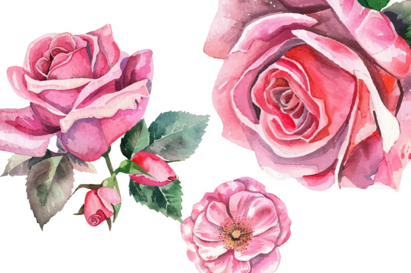 Set of beautiful watercolor roses