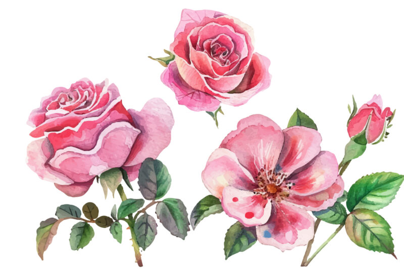 Pink Roses Watercolor