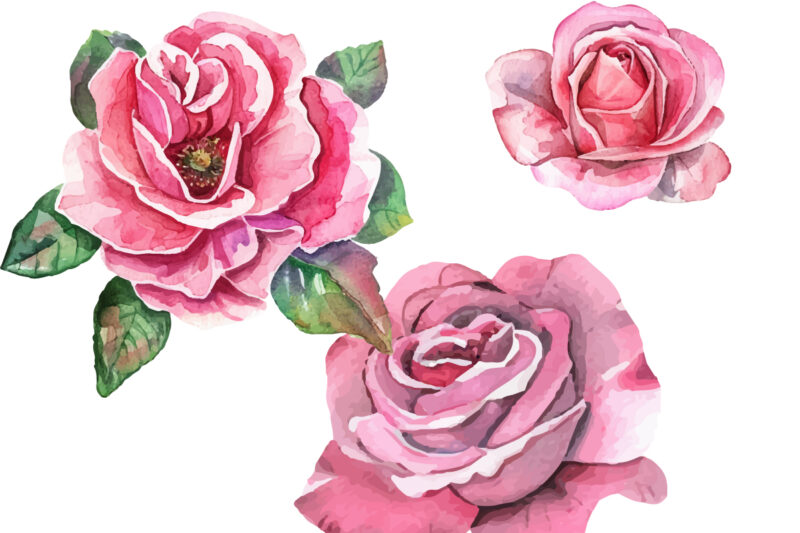 pink rose flowers watercolor elements