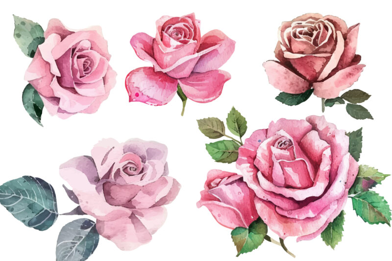 watercolor pink rose bouquet illustration