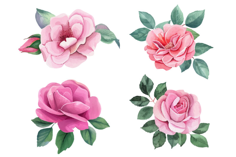 watercolor pink roses clipart