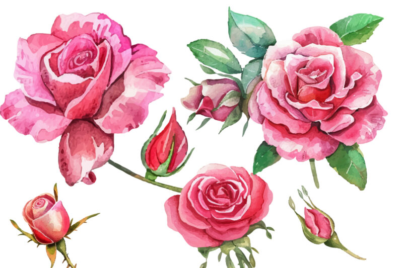 Romantic Watercolor roses Flowers png