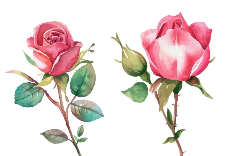 Romantic Watercolor roses Flowers png