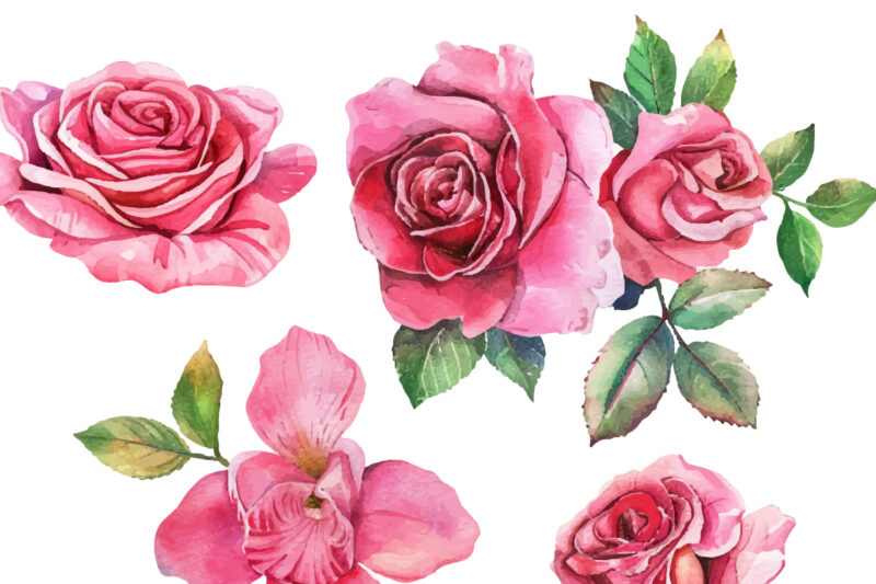 Antique Roses Watercolor illustration