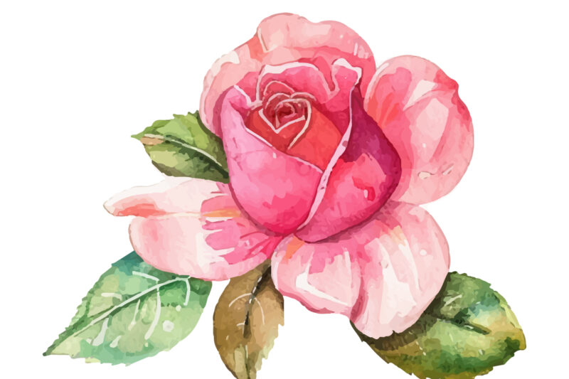 Roses Watercolor illustration