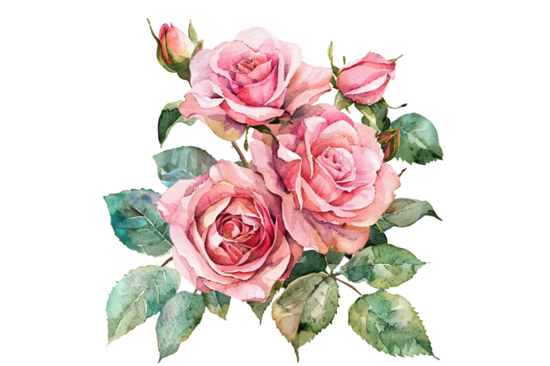 Pink Roses, Printable Watercolor clipart