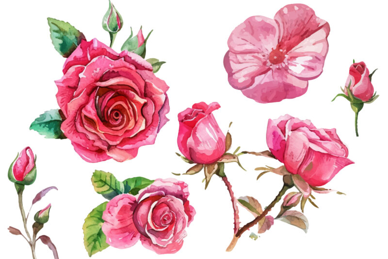 watercolor pink rose flower bouquet