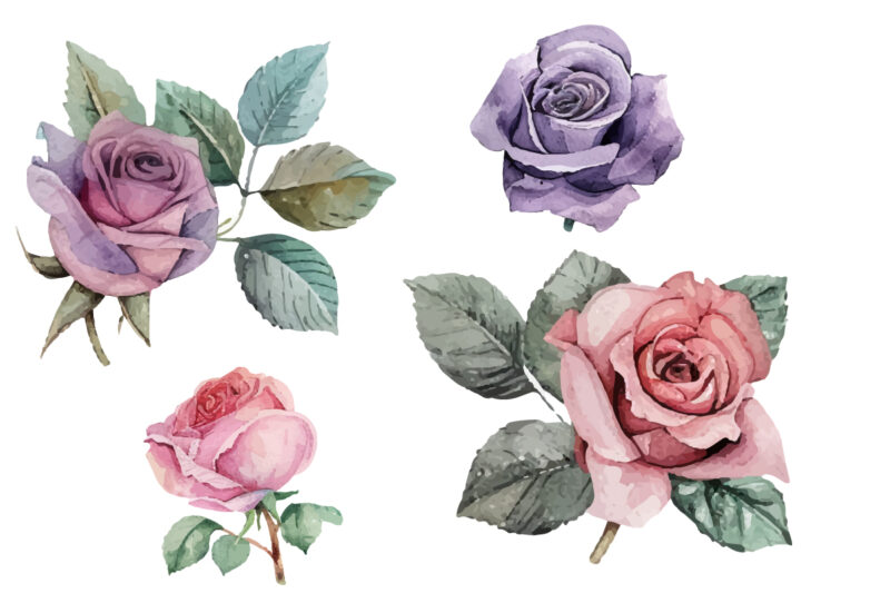 beautiful rose watercolor hand-paint