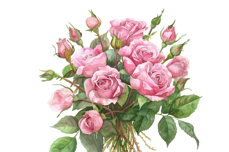 Watercolor Blush Rose, Roseful Pink Clipart