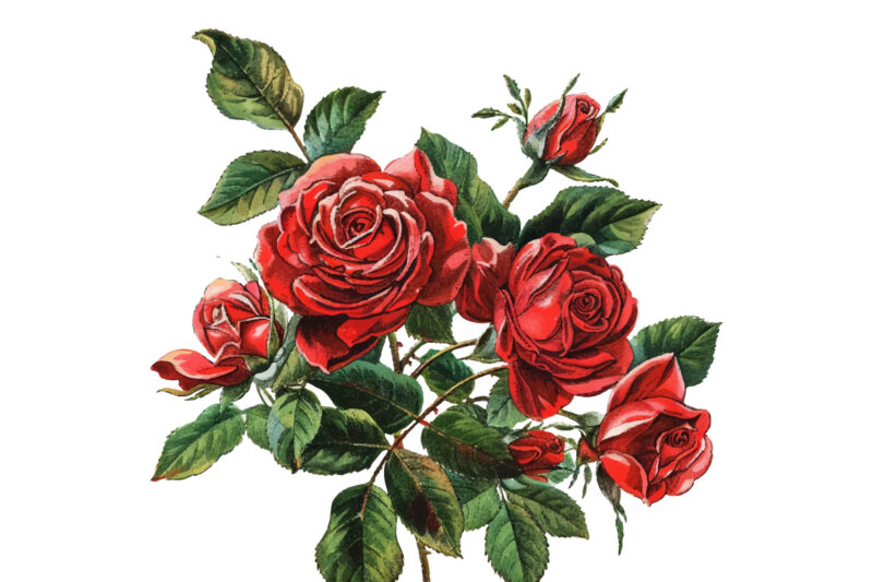 Watercolor red Rose, Roseful red Clipart