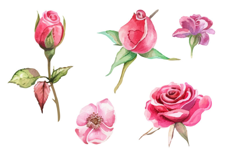 Pink Roses, Printable Watercolor clipart