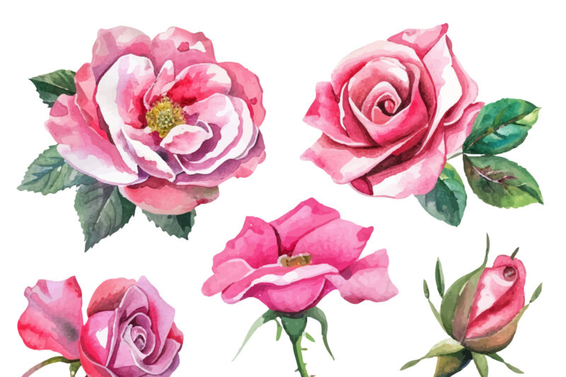 Romantic Watercolor roses Flowers png