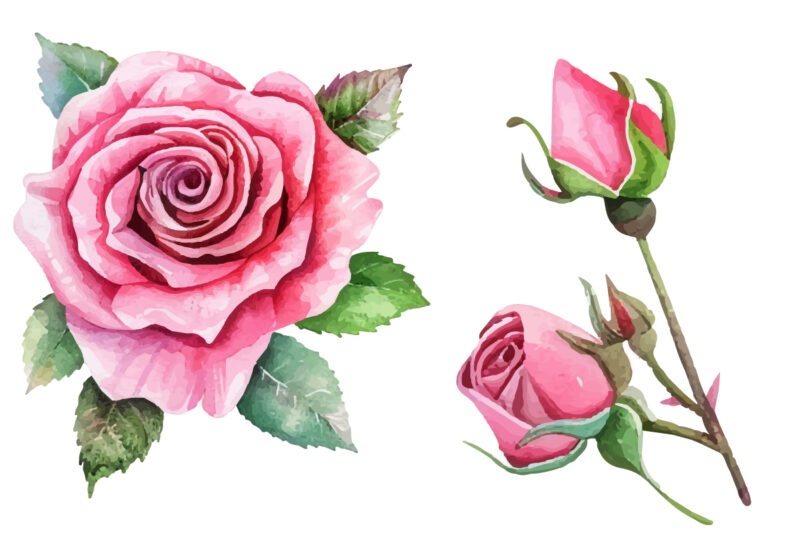 Antique Roses Watercolor illustration