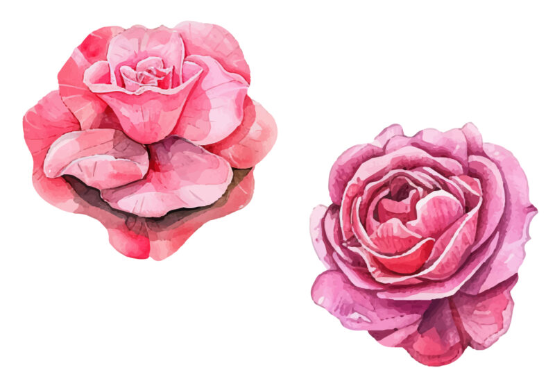 Roses Watercolor illustration