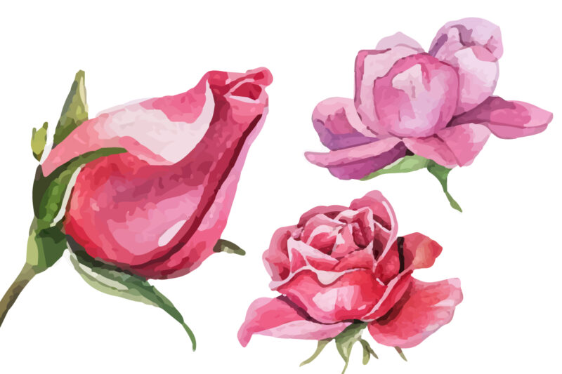 watercolor pink rose flower bouquet