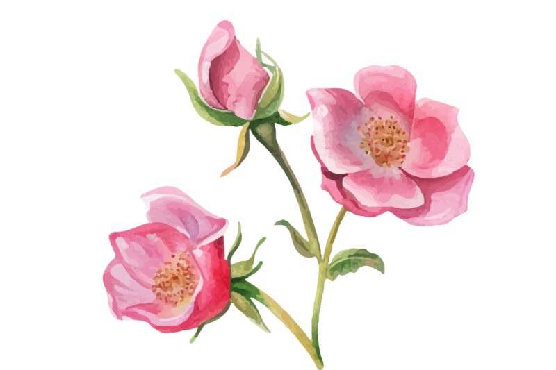 Pink Roses, Printable Watercolor clipart