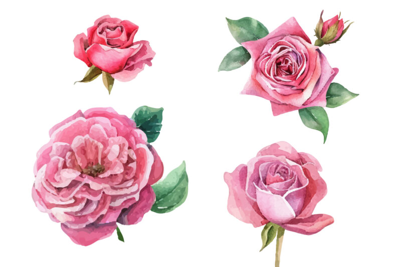 Romantic Watercolor roses Flowers png