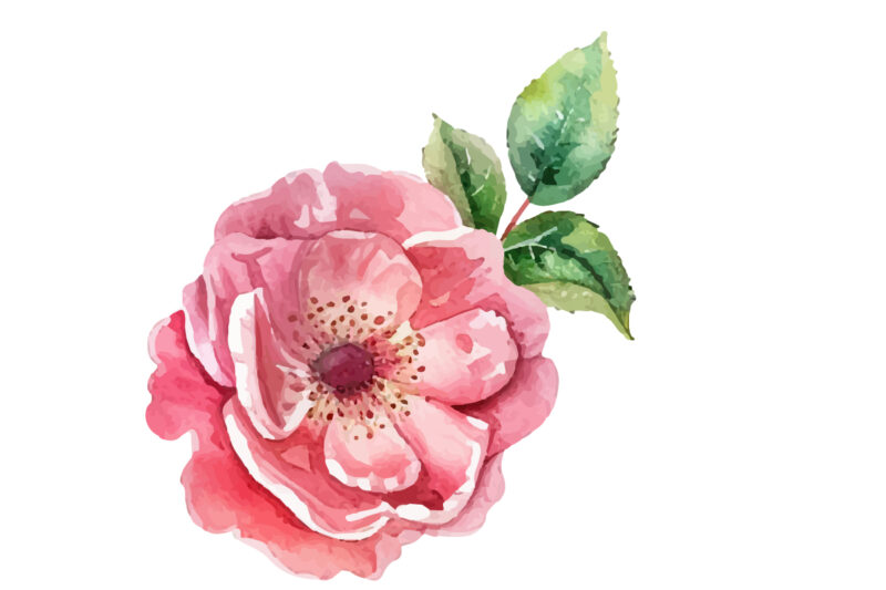 Antique Roses Watercolor illustration